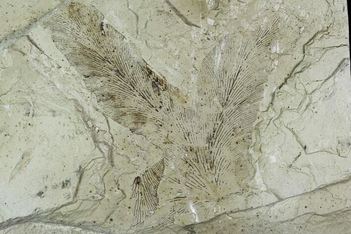 Fossil Climbing Fern (Ligdonium) Leaf - Green River Formation #111415